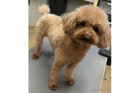 成約済の茨城県のトイプードル-343959